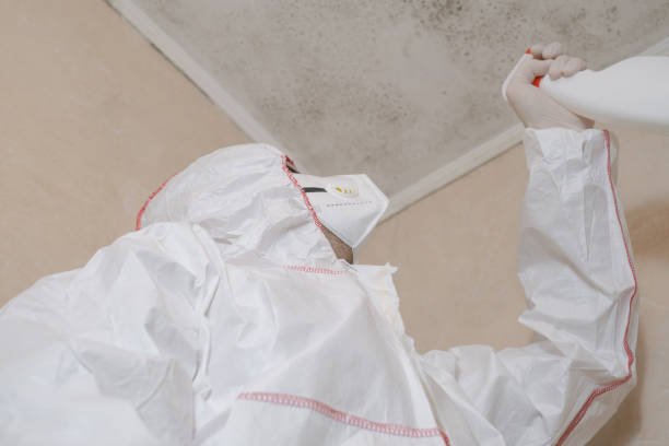 Best Toxic Mold Removal  in Fife Heights, WA