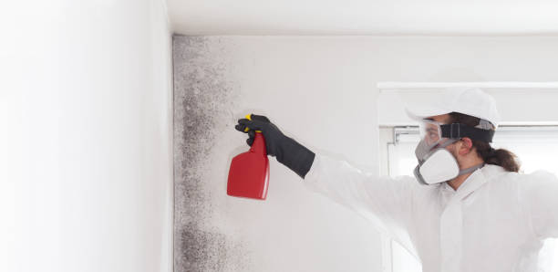Best Local Mold Removal Service  in Fife Heights, WA