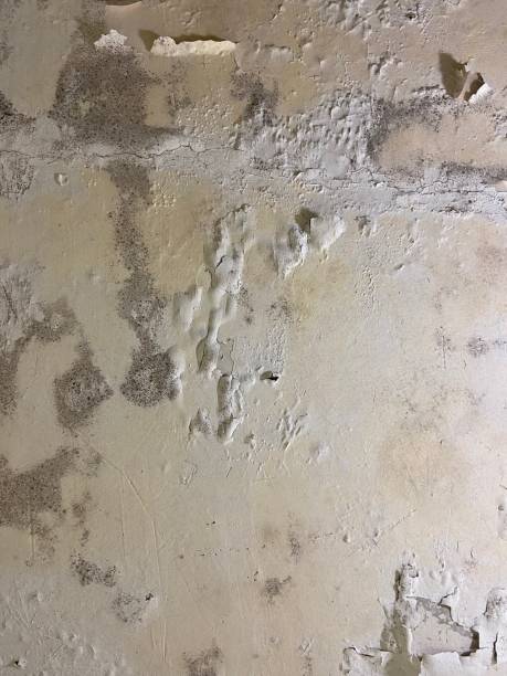 Best Attic Mold Removal  in Fife Heights, WA