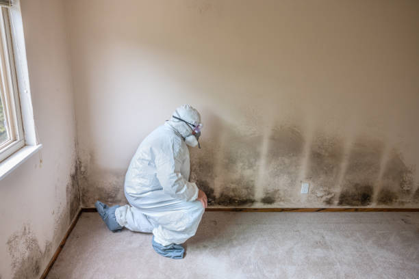 Best Fast Mold Removal  in Fife Heights, WA