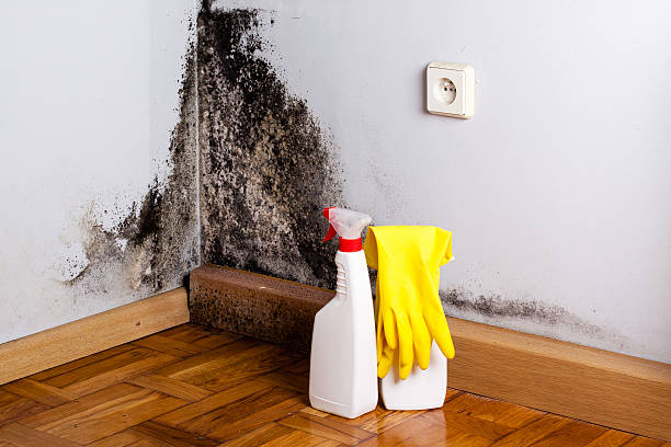Best Crawl Space Mold Removal  in Fife Heights, WA