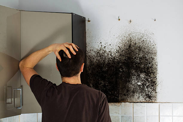 Best Black Mold Removal  in Fife Heights, WA