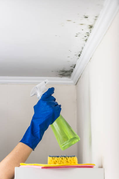 Home Mold Removal in Fife Heights, WA
