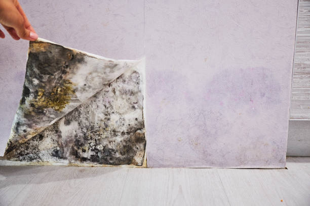 Best Mold Damage Repair  in Fife Heights, WA